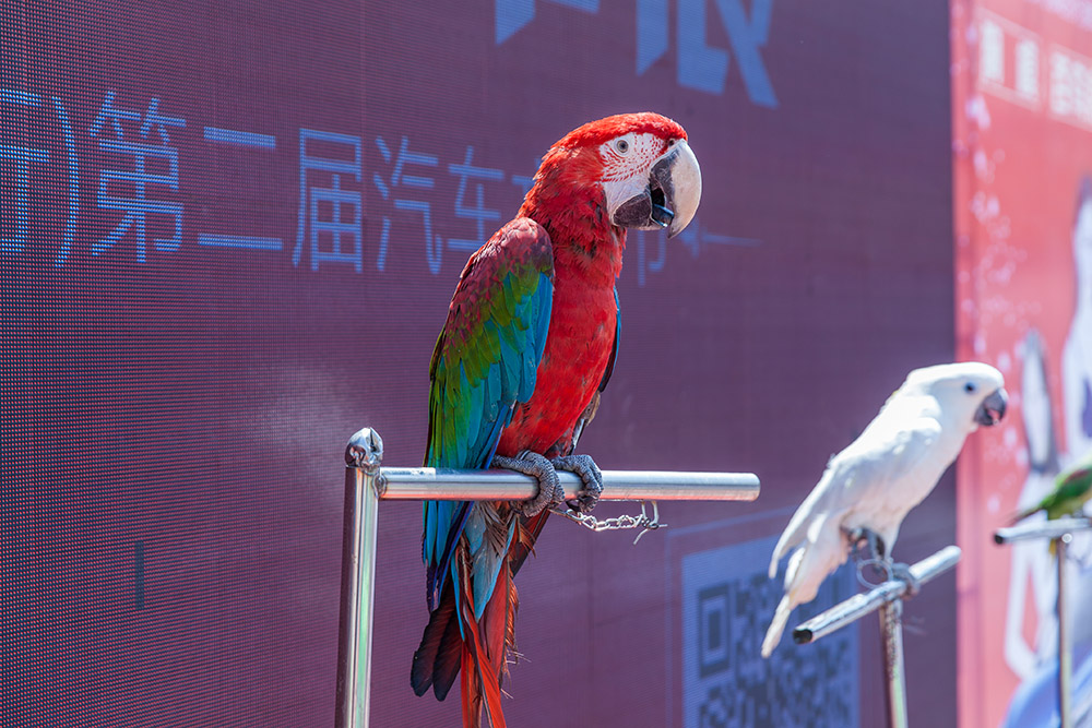 【車展第一天】遇到那個TA，放棄蘋果8......